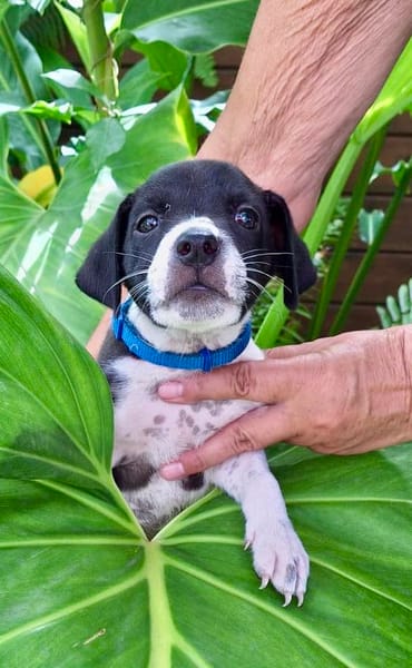 Saly, femelle croisée berger , née le 01/07/2025 🐶