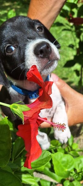 Saly, femelle croisée berger , née le 01/07/2025 🐶
