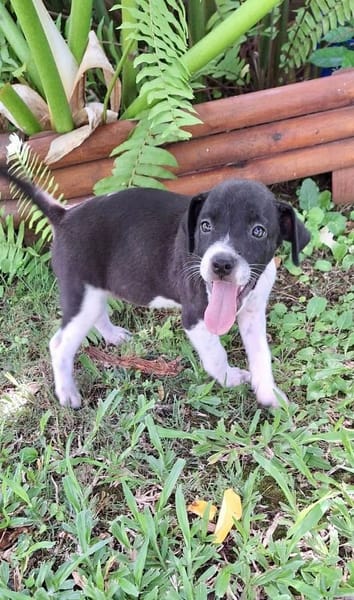 Saly, femelle croisée berger , née le 01/07/2025 🐶