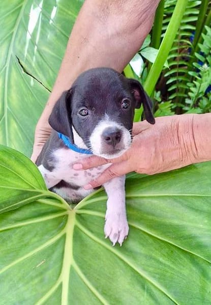 Saly, femelle croisée berger , née le 01/07/2025 🐶