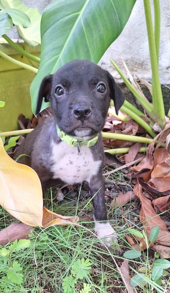 Aqua, femelle croisée berger , née le 01/07/2025 🐶