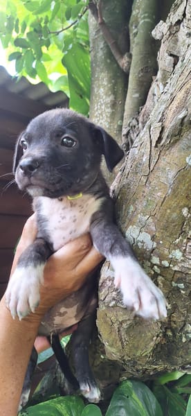 Aqua, femelle croisée berger , née le 01/07/2025 🐶