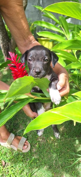 Aqua, femelle croisée berger , née le 01/07/2025 🐶