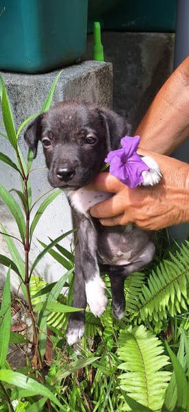 Aqua, femelle croisée berger , née le 01/07/2025 🐶