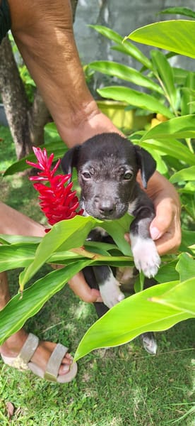 Aqua, femelle croisée berger , née le 01/07/2025 🐶