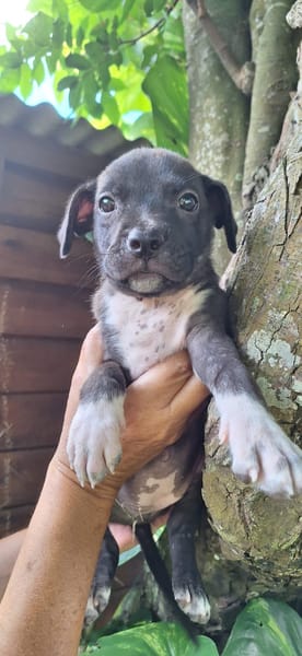Aqua, femelle croisée berger , née le 01/07/2025 🐶