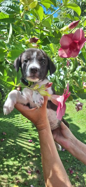 Alicante, femelle croisée berger , née le 01/07/2025 🐶