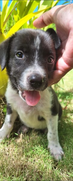 Alicante, femelle croisée berger , née le 01/07/2025 🐶