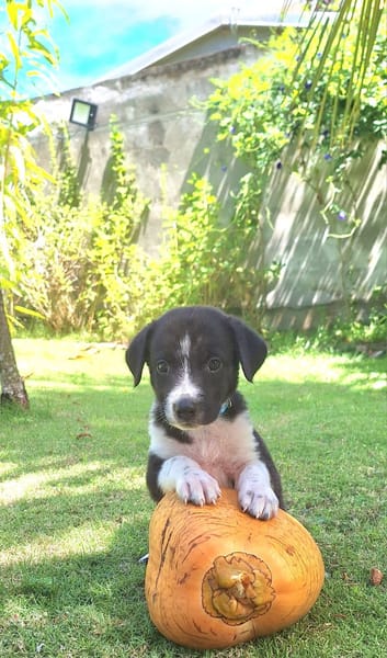 Alicante, femelle croisée berger , née le 01/07/2025 🐶