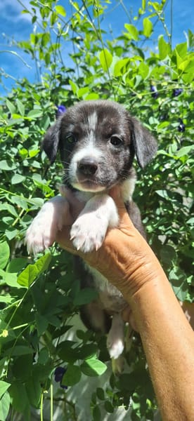 Alicante, femelle croisée berger , née le 01/07/2025 🐶