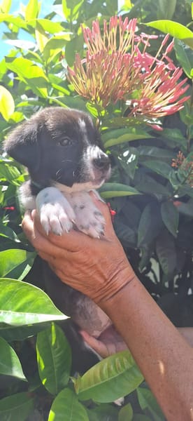 Alicante, femelle croisée berger , née le 01/07/2025 🐶