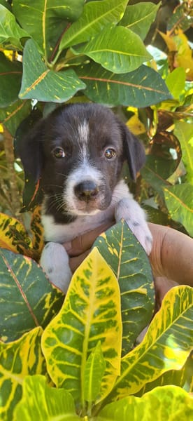 Alicante, femelle croisée berger , née le 01/07/2025 🐶