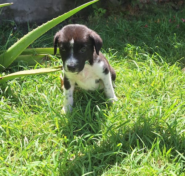 Alicante, femelle croisée berger , née le 01/07/2025 🐶