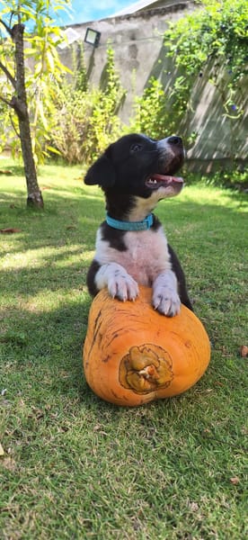 Alicante, femelle croisée berger , née le 01/07/2025 🐶