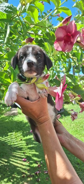 Alicante, femelle croisée berger , née le 01/07/2025 🐶