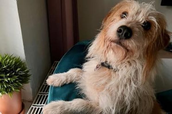 Henri  kleiner Hund, großes Herz❤