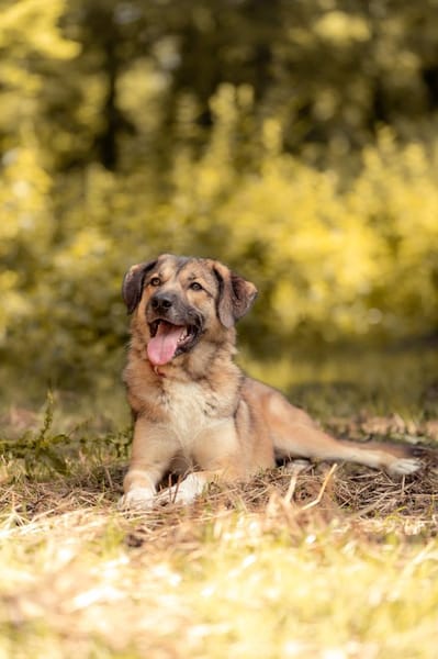 Wunderbare Rey  alles auf Anfang!🐶