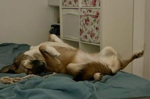 Wunderbare Rey  alles auf Anfang!🐶
