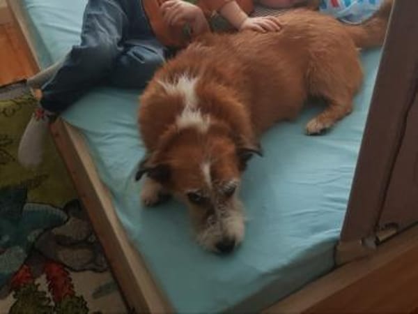 Charakterhund Lizu sucht eigene Familie