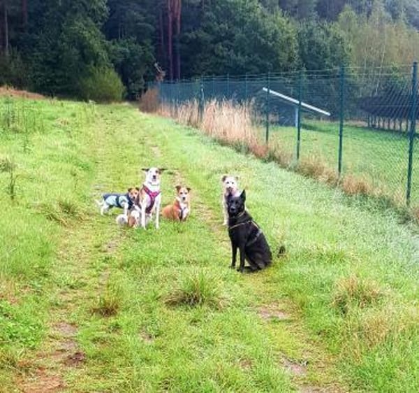 Charakterhund Lizu sucht eigene Familie
