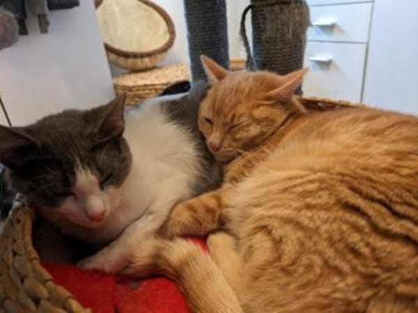Katzenpaar Malvin & Cooper