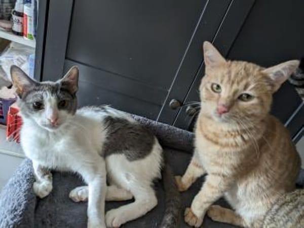 Katzenpaar Malvin & Cooper