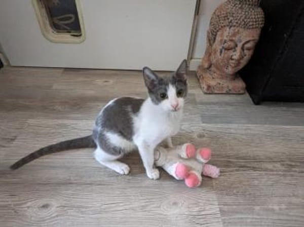 Katzenpaar Malvin & Cooper