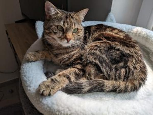 Katze Ariella
