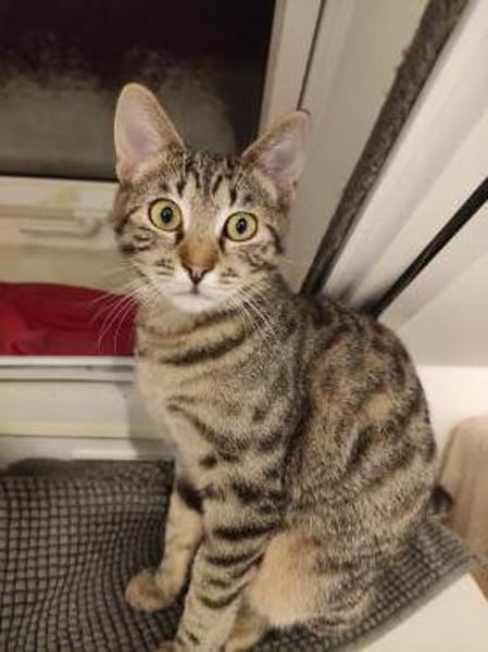 Katze Babsi