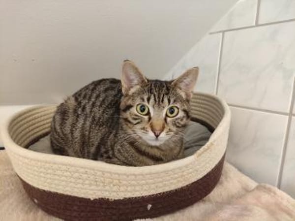 Katze Babsi