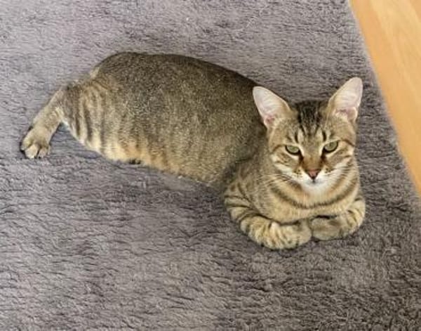 Kater Tigar