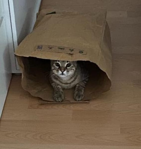 Kater Tigar