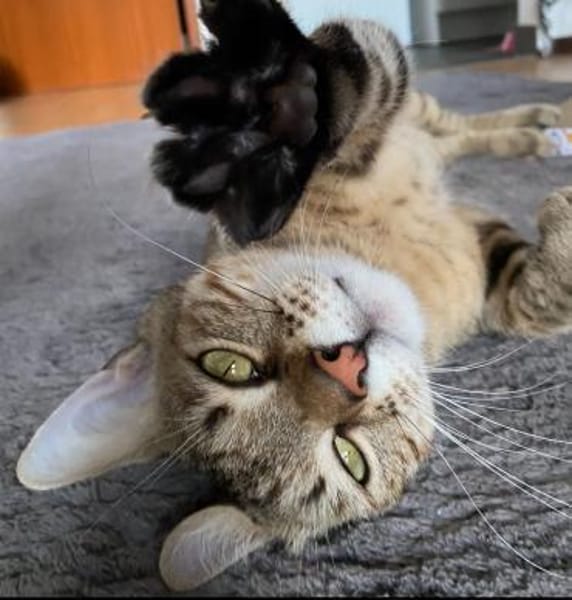 Kater Tigar