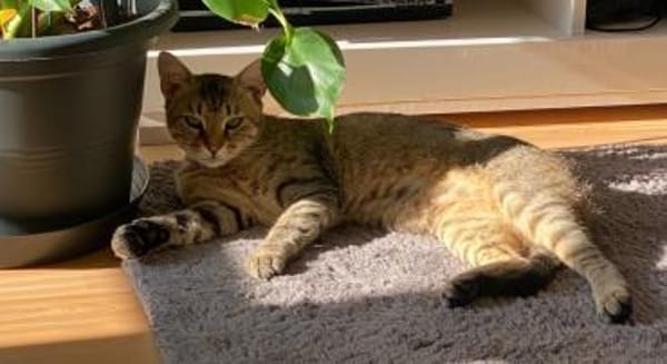 Kater Tigar