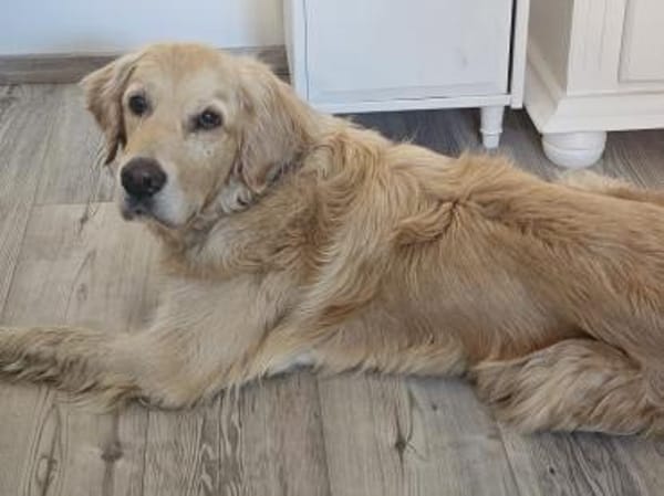 Golden Retriever Fridolin sucht ....
