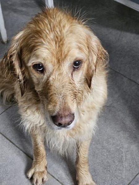 Golden Retriever Fridolin sucht ....