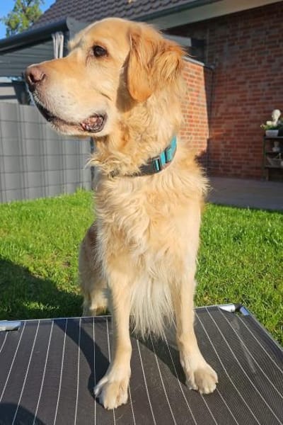 Golden Retriever Fridolin sucht ....