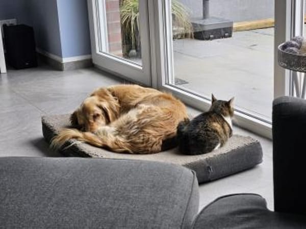 Golden Retriever Fridolin sucht ....