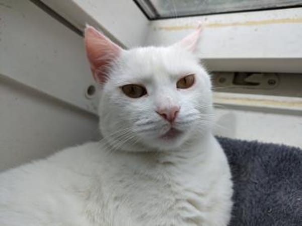 Katze Shelly