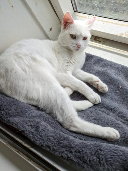 Katze Shelly