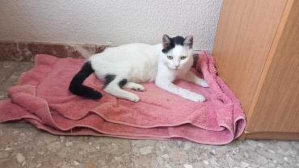 Liebe, sanfte Katze Chippy