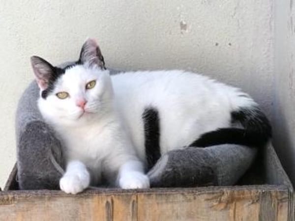 Liebe, sanfte Katze Chippy