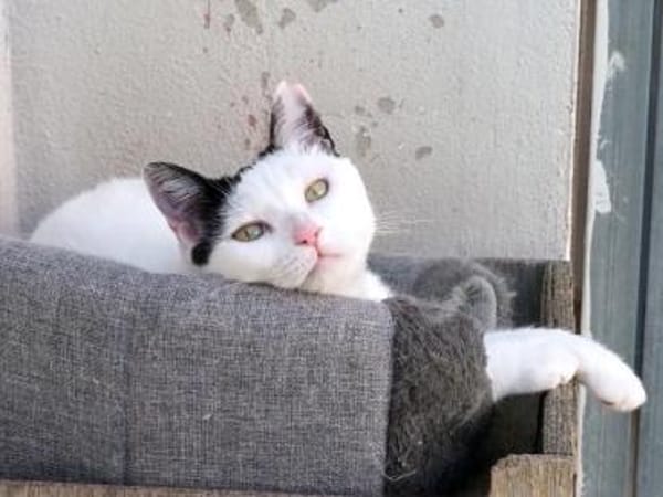 Liebe, sanfte Katze Chippy
