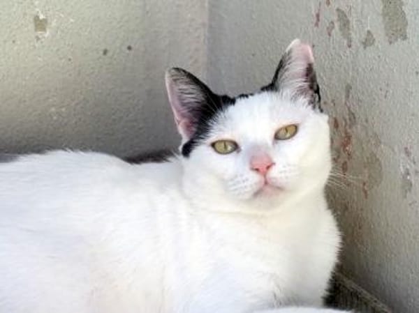 Liebe, sanfte Katze Chippy