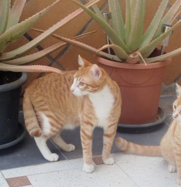 COOPER&MAXL - suchen ein Zuhause!