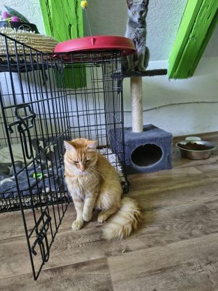 COOPER&MAXL - suchen ein Zuhause!