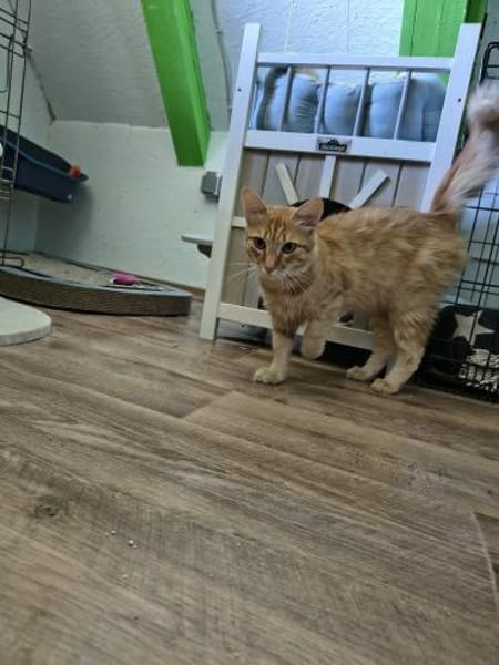 COOPER&MAXL - suchen ein Zuhause!