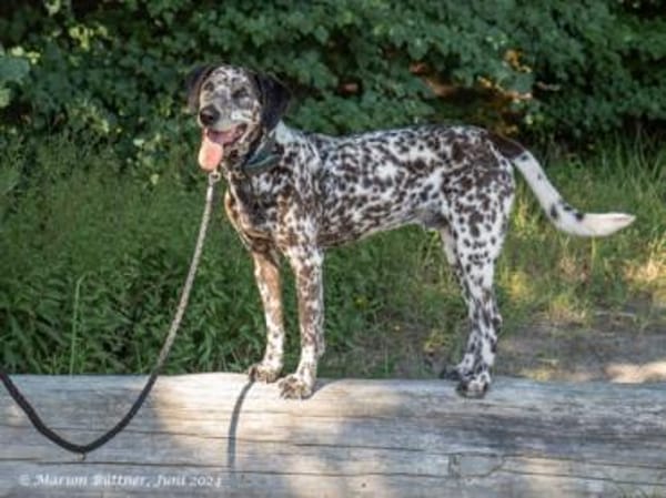 Nemo ist ein besonderer Hund