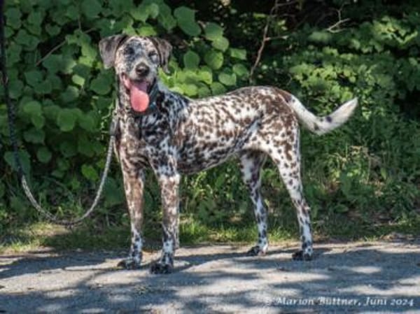 Nemo ist ein besonderer Hund