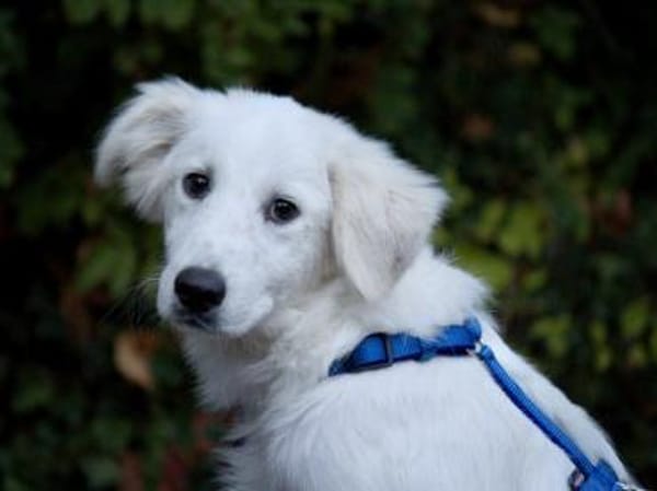 Möchten Sie Cucco adoptieren?